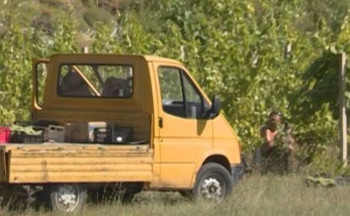 Hercegovački vinogradari spremni za berbu (VIDEO)