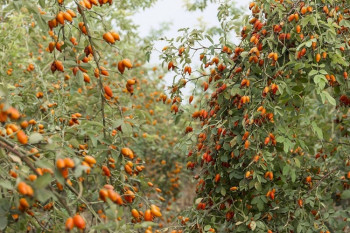 Izgorio voćnjak pitomog šipurka 