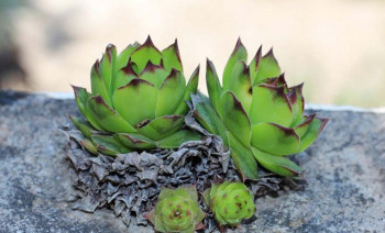 Čuvarkuća, riznica zdravlja - evo kako se sve koristi