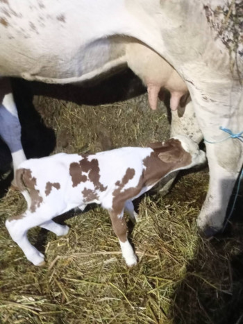 ЗАНИМЉИВОСТ ИЗ БИОГРАДА: КРАВА ОТЕЛИЛА ТЕЛЕ ТЕШКО САМО 13,6 КИЛОГРАМА