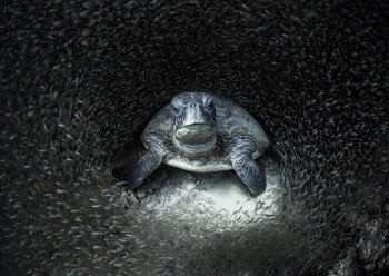 Животиње и фотографија: Овако изгледа живот у океанима