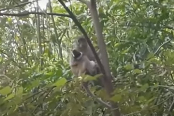 Мајмун отео штене