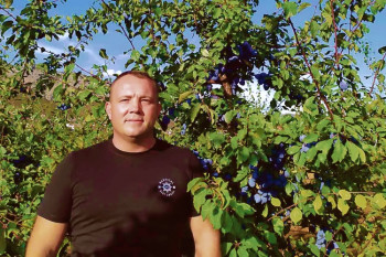 Воћарство у Мостаћима: ПОВРАТАК ШЉИВЕ У ТРЕБИЊСКО ПОЉЕ