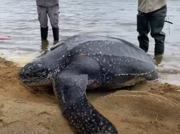 Nasukana kornjača teška 272 kilograma spasena i vraćena u okean (VIDEO)