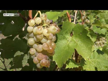 И ове године у Царским виноградима грожђе врхунског квалитета