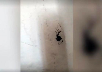 Crna udovica u stanu u centru Trebinja: Najopasnij pauk u Evropi hodao zidom sobe