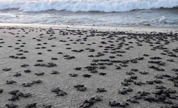 Море избацило стотине угинулих корњача на обалу Мексика