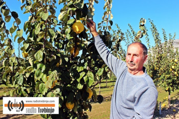 U posjeti Danilu Škeru - jedinom uzgajivaču dunja u Hercegovini