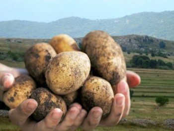 Veso Radić, iz Pridvoraca kod Nevesinja, prvi sertifikovani proizvođač krompira (VIDEO)