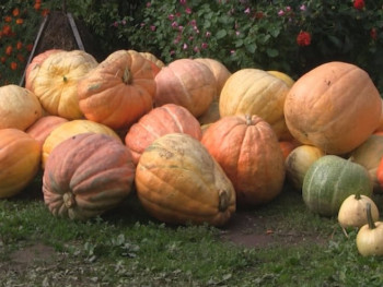 Кулићи из Фоче и ове године произвели џиновске бундеве (ВИДЕО)