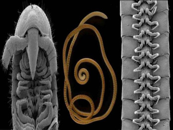 U Australiji otkrivena stonoga sa više od 1.300 nogu (VIDEO)