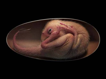 U Kini pronađeno savršeno očuvano jaje dinosaurusa 