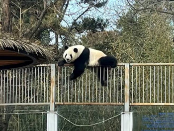 Spektakularan bijeg pande iz zoološkog vrta (VIDEO)