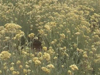 Ima li spasa za hercegovačko smilje? (VIDEO)