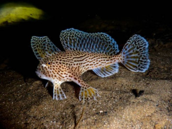 Kod Tasmanije primijećena rijetka ''hodajuća'' riba (VIDEO)