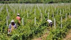 Почела берба грожђа