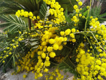 PRAZNIK MIMOZE(foto)