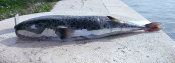 Ulovljena otrovna riba kod Pašmana (FOTO)