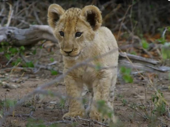 Kod Budve pronađeno odbjeglo mladunče lava