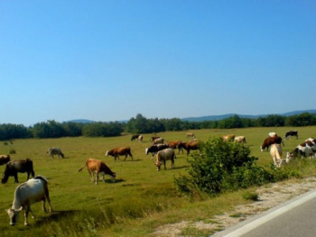 НЕВЕСИЊЕ - ЗА ШЕСТ ПРОГРАМА ПОДРШКЕ ПОЉОПРИВРЕДНИЦИМА ОПШТИНА НАМИЈЕНИЛА 150.000 КМ