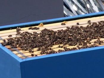 Hoće li ova sezona za pčelare biti bolja? (VIDEO)