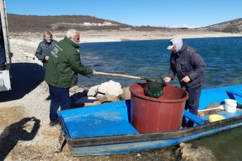 Poribljavanje Bilećkog i Goričkog jezera