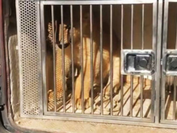 Mladunče lava čeka premještaj u Afriku