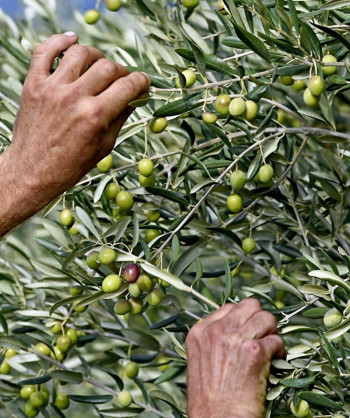 Italijanska maslina se udomaćila u hercegovačkom kršu - trebinjska klima pogodna za maslinarstvo