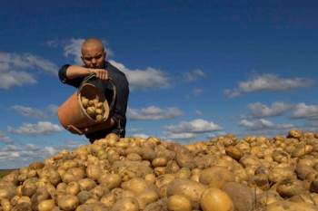 НЕВЕСИЊСКИ КРОМПИР СВЕ БЛИЖЕ ЕВРОПСКИМ ТРПЕЗАМА 