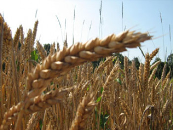Srbiju iz EU ucjenjuju zbog žita, falsifikuju ugovore