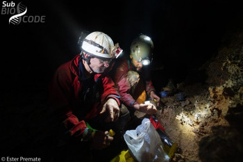 Naučnici otkrili novu vrstu pećinske kozice na području Popovog polja