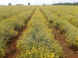 Позив на састанак за произвођаче смиља