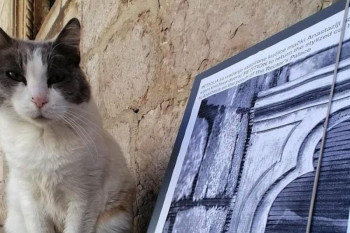 Dubrovčani traže pravdu za deložiranu mačku Anastaziju