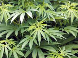 Albanija: Zaplijenjeno 1,3 tone kanabisa