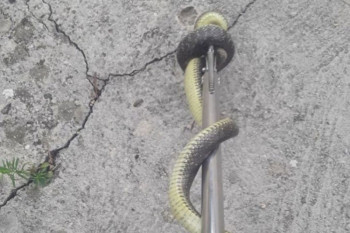 Tri zmije uhvaćene ispred kuća u trebinjskim naseljima