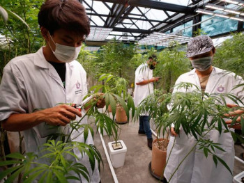 Тајланд легализовао узгој марихуане, влада поклања саднице