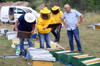 Podijeljeni rojevi pčela za pčelare početnike