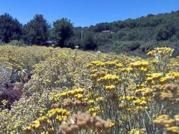 U Hercegovini nedovoljno berača ljekovitog bilja (VIDEO)