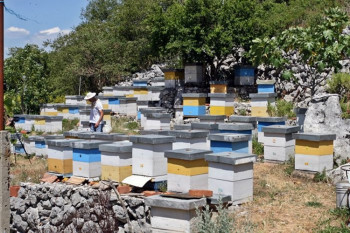 Trebinjski pčelari rasprodali zalihe meda, medobranje skromno