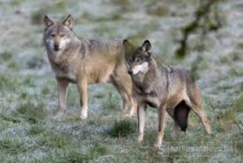 Zagorom hara 200 vukova, strah se uvukao u sela, napadaju usred dana