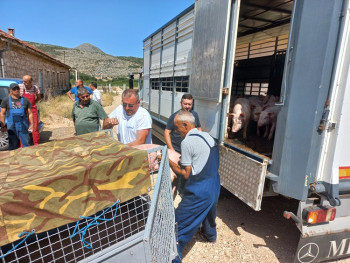 Аграрни фонд подијелио 90 прасића кооперантима из руралних подручја