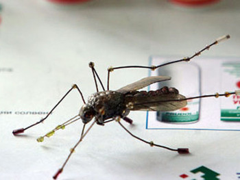 U tri beogradske opštine otkriveni komarci zaraženi virusom Zapadnog Nila