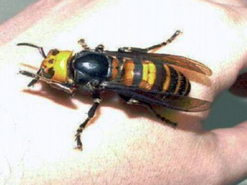 Вараждин: Мушкарац преминуо од убода стршљенова