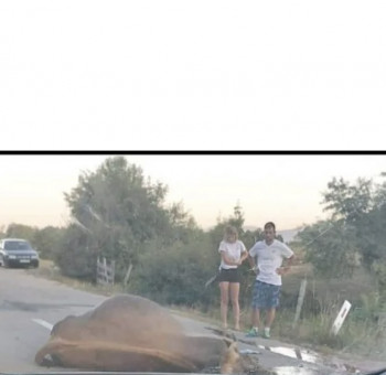 GACKO: Udario kravu pa produžio