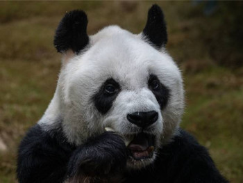Успаван најстарији мужјак џиновске панде у свијету