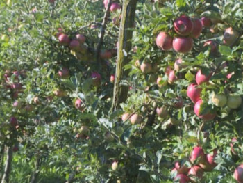 Суша највећи проблем у воћарству