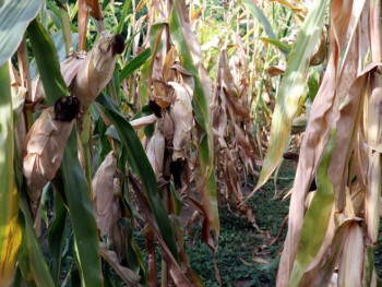 Умањени приноси кукуруза и до 80 одсто
