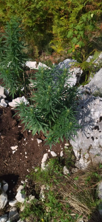 U Nevesinju pronađeno 45 stabljika indijske konoplje