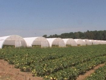 U Srpskoj velika zainteresovanost poljoprivrednika za bespovratna sredstva