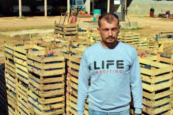 Кишовити септембар продужио бербу: ИАКО КАСНИ, ОБЕЋАВА ВРХУНСКА ВИНА